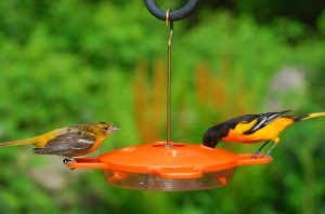 Aspects Oriole