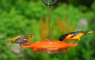 Oriole Feeder
