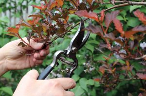 21423 Pinebush Vintage Forged Bypass Pruner