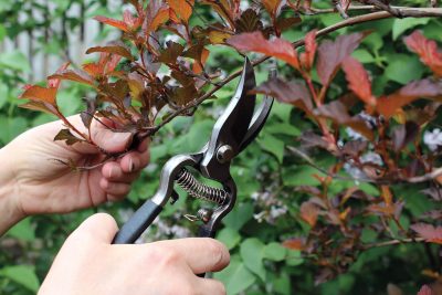 Forged by-pass pruner