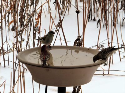 Heated bird bath. Photo by M. Barker