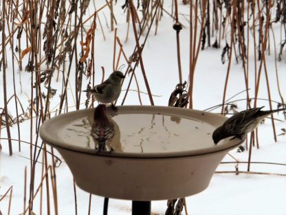 Heated bird bath. Photo by M. Barker