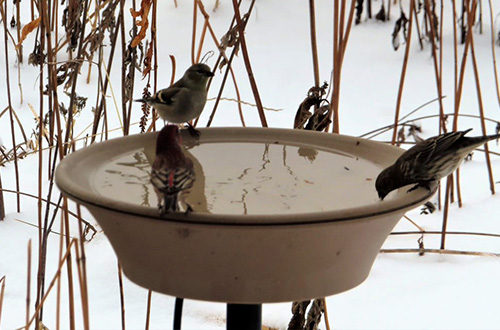 Bird Baths