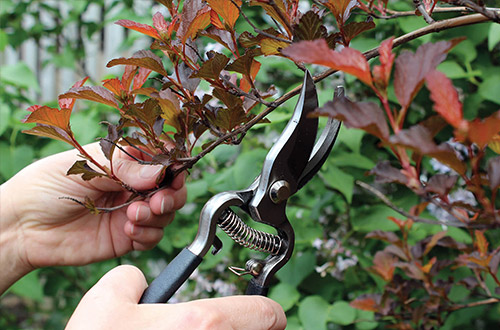 Pruners & Shears