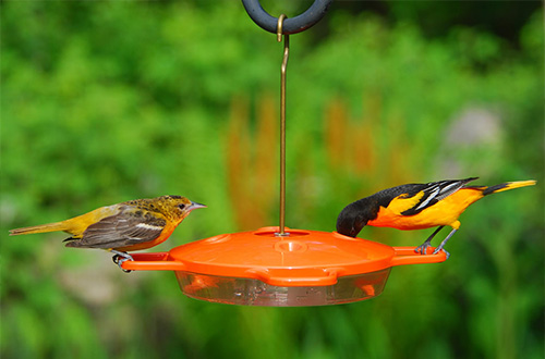 Hummingbird & Oriole Feeders