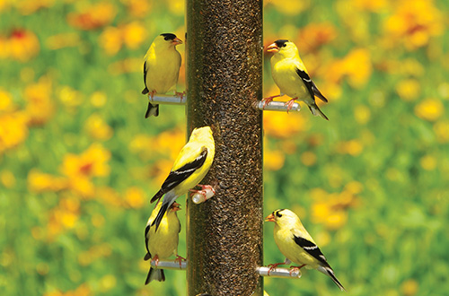 Nyger & Finch Feeders