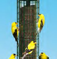 Brome - Squirrel Buster Finch
