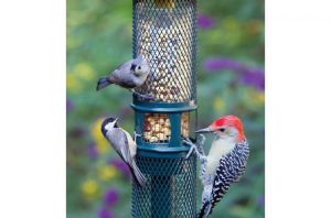 Peanut Feeder With Birds