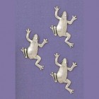 Basic Spirit - Magnet Set, Frogs
