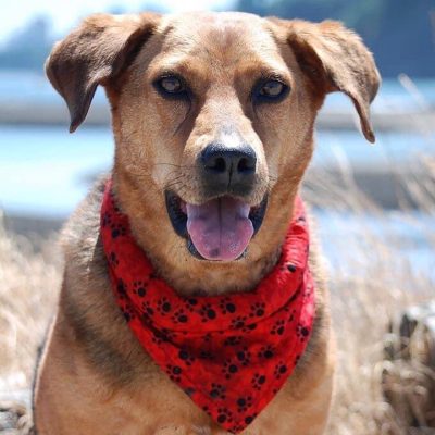 Heat Guard-K9 cooler