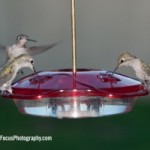 Little Flyer Hummingbird feeder