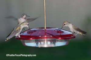 Little Flyer Hummingbird feeder
