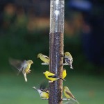 Finch Feeder