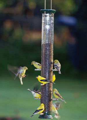 Finch feeder
