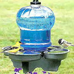 Bird waterer