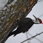 Pileated woodpecker