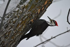 Pileated woodpecker