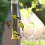 Birds at a Feeder