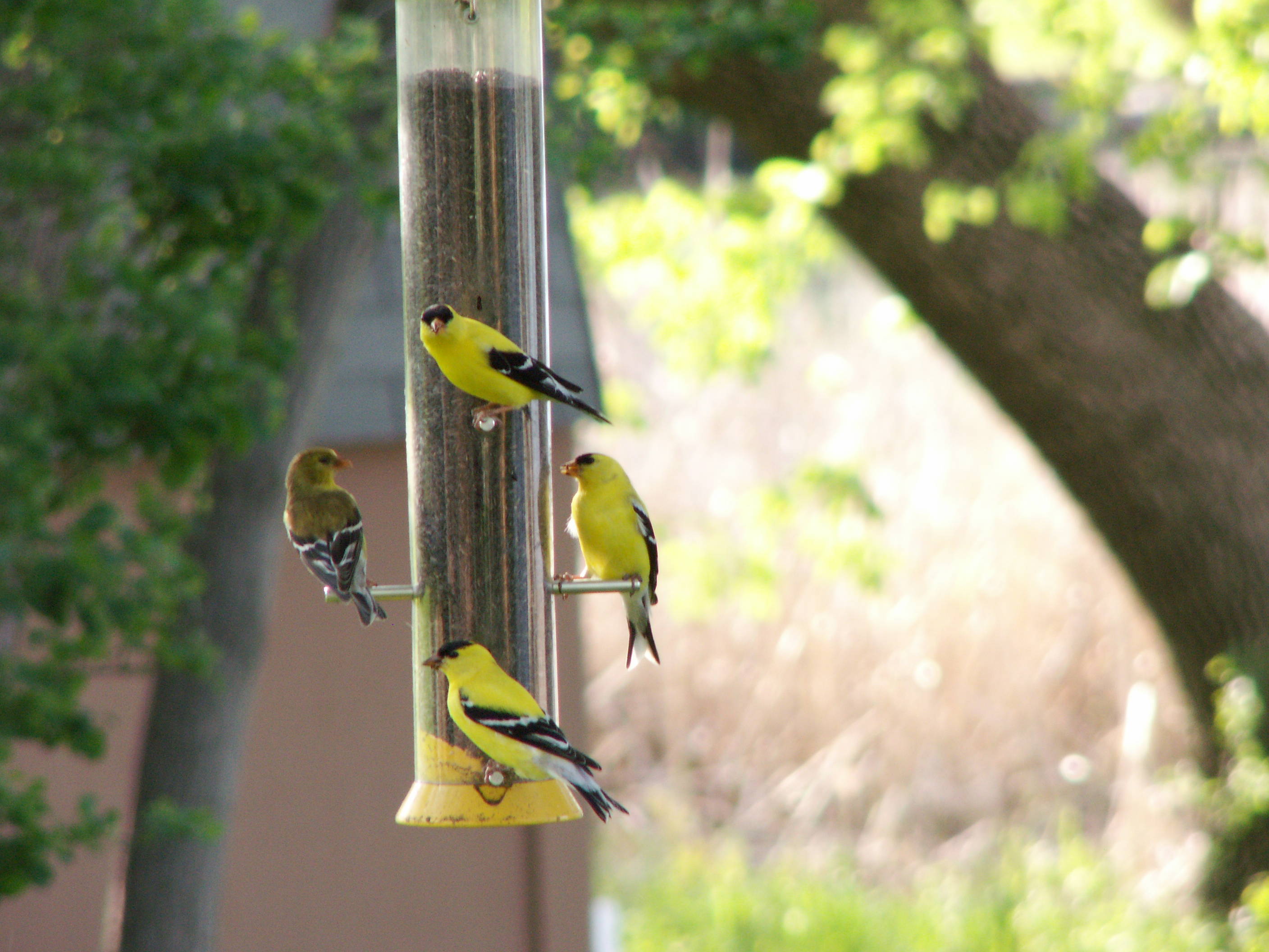 Garden Gate Episode 13 Why Are The Birds Not Feeding From My