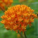 Butterfly Weed