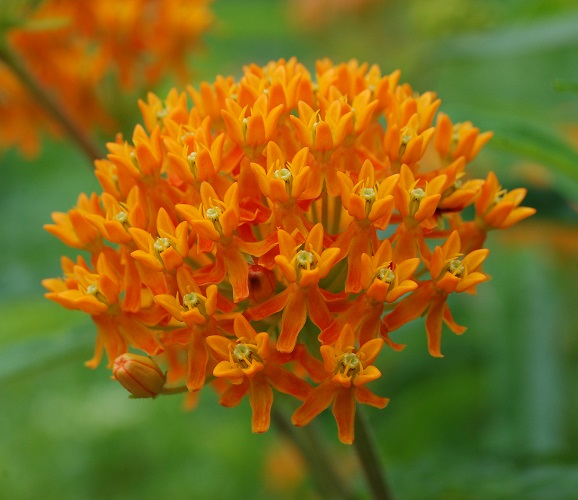 Butterfly_Weed_Asclepias_tuberosa_Umbel
