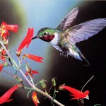 Hummingbird