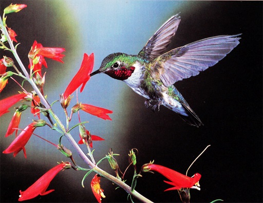 Hummingbird