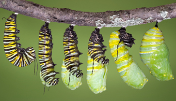 caterpillar-emerging