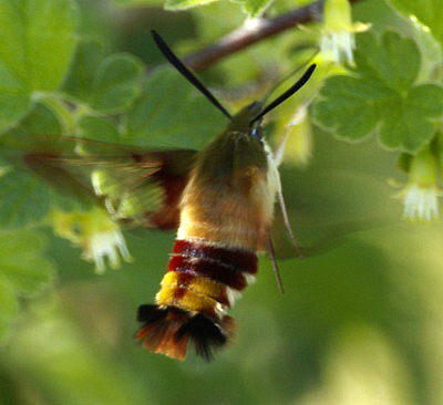 clearwing_hummingbird_moth