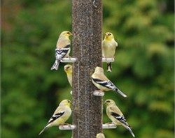 Aspects Nyger 23" Bird Feeder - Brass