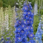 Delphinium