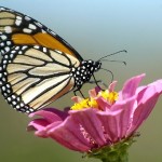 Monarch Butterfly