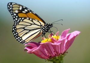 Monarch Butterfly