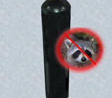 Baffle-Raccoon
