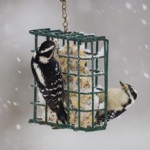 Suet Feeder