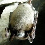 Bat with white nose syndrome