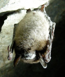 bat