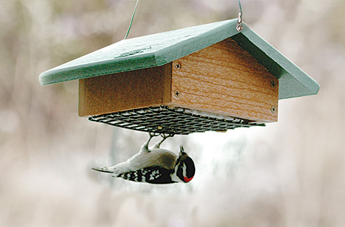 Suet Feeders