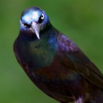 common grackle