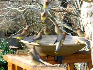 heated bird bath with waxwings