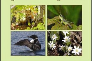 Nature in the Kawartha's