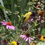 Bird in a Plant