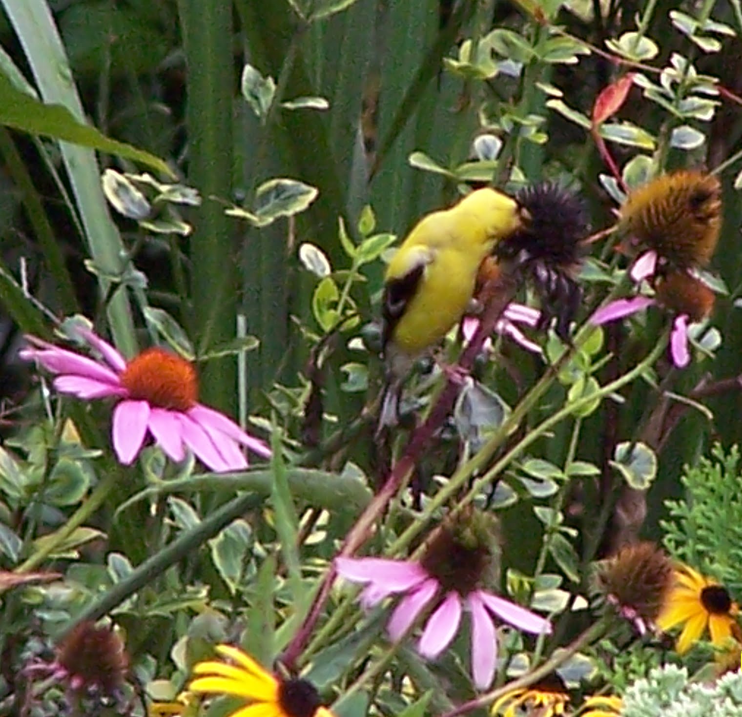 Bird in a Plant