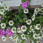 Window Box Flowers