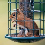 Caged Squirrel