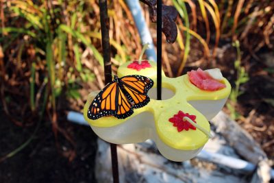 Butterfly nectar and fruit feeder