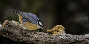 red breasted nuthatch3