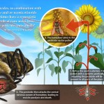 Bees Chart Neonicotinoids