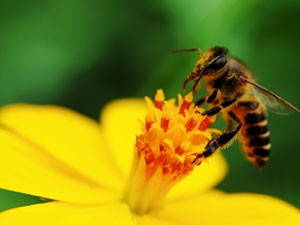 honey-bee_shutterstock_56017861_300