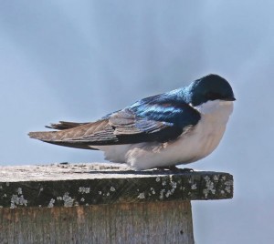 pic1-swallow